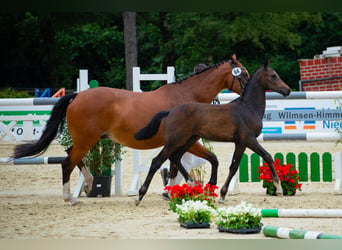 Hannoveranare, Hingst, Föl (03/2024), Kan vara vit