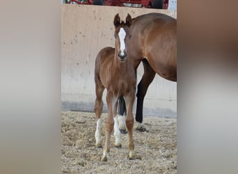 Hannoveranare, Hingst, Föl (03/2024), Kan vara vit