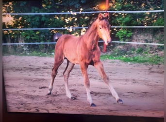 Hannoveranare, Hingst, Föl (06/2023), Mörkbrun