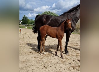 Hannoveranare, Hingst, Föl (01/2024), Mörkbrun