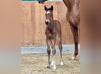 Hannoveranare, Hingst, Föl (05/2024), Mörkbrun