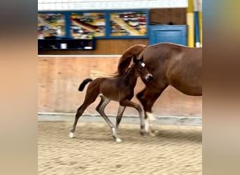 Hannoveranare, Hingst, Föl (05/2024), Mörkbrun