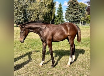 Hannoveranare, Hingst, Föl (04/2024), Mörkbrun