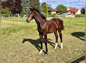 Hannoveranare, Hingst, Föl (04/2024), Mörkbrun