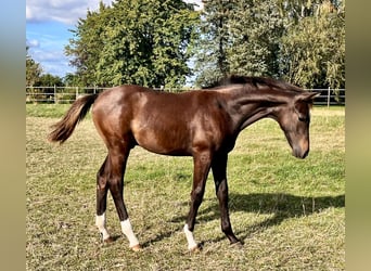 Hannoveranare, Hingst, Föl (04/2024), Mörkbrun