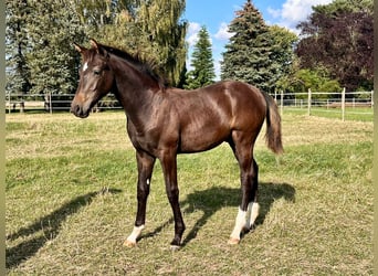 Hannoveranare, Hingst, Föl (04/2024), Mörkbrun