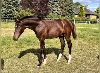 Hannoveranare, Hingst, Föl (04/2024), Mörkbrun