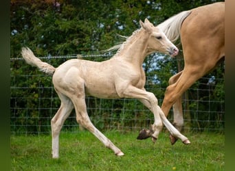 Hannoveranare Blandning, Hingst, Föl (06/2024), Palomino