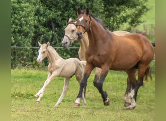 Hannoveranare Blandning, Hingst, Föl (06/2024), Palomino