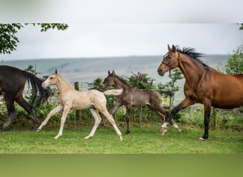 Hannoveranare Blandning, Hingst, Föl (06/2024), Palomino