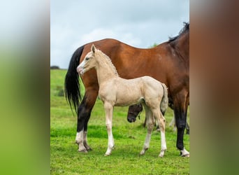 Hannoveranare Blandning, Hingst, Föl (06/2024), Palomino