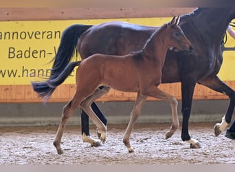 Hannoveranare, Hingst, Föl (04/2024), Rökfärgad svart