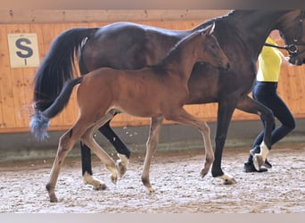 Hannoveranare, Hingst, Föl (04/2024), Rökfärgad svart