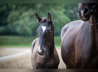 Hannoveranare, Hingst, Föl (01/2023), Svart
