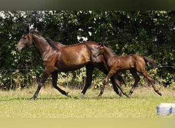 Hannoveraner, Hengst, Fohlen (05/2024), Rappe