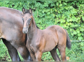 Hannoveraner, Hengst, Fohlen (05/2024), Rappe