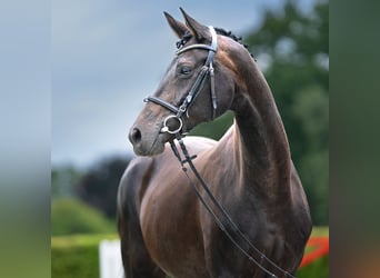 Hannoveranare, Sto, 10 år, 169 cm, Mörkbrun