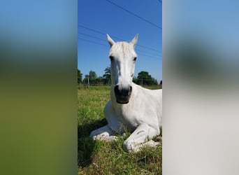 Hannoveranare, Sto, 11 år, 165 cm, Grå