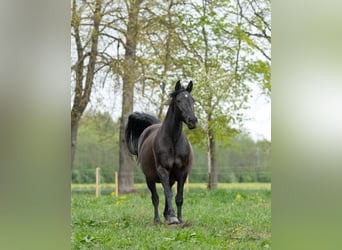Hannoveranare, Sto, 12 år, 168 cm, Svart
