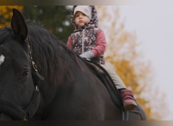 Hannoveranare, Sto, 12 år, 168 cm, Svart