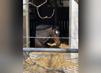 Hannoveranare, Sto, 12 år, 175 cm, Rökfärgad svart