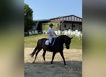 Hannoveranare, Sto, 12 år, 175 cm, Rökfärgad svart