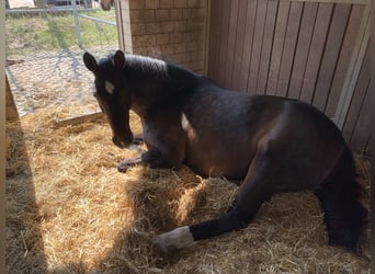 Hannoveranare, Sto, 12 år, 175 cm, Rökfärgad svart