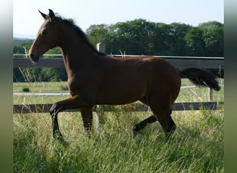 Hannoveranare, Sto, 13 år, 165 cm, Svart