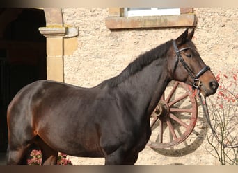 Hannoveranare, Sto, 13 år, 172 cm, Mörkbrun