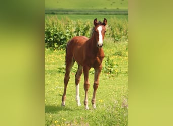 Hannoveranare, Sto, 14 år, 168 cm, Mörkbrun