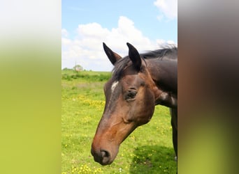 Hannoveranare, Sto, 14 år, 168 cm, Mörkbrun