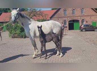 Hannoveranare, Sto, 14 år, 169 cm, Grå