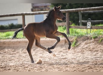 Hannoveraner, Stute, 15 Jahre, 170 cm, Brauner