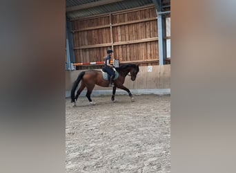 Hannoveranare, Sto, 15 år, 173 cm, Brun