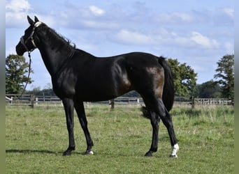 Hannoveranare, Sto, 16 år, 168 cm, Mörkbrun