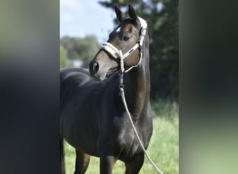 Hannoveranare, Sto, 16 år, 168 cm, Mörkbrun