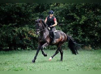 Hannoveranare, Sto, 19 år, 172 cm, Rökfärgad svart