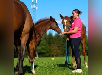 Hannoveranare, Sto, 1 år, 168 cm, Fux