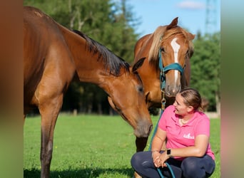 Hannoveranare, Sto, 1 år, 168 cm, Fux