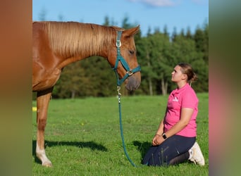 Hannoveranare, Sto, 1 år, 168 cm, Fux