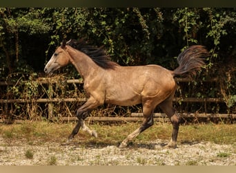 Hannoveranare, Sto, 1 år, 169 cm, Grå