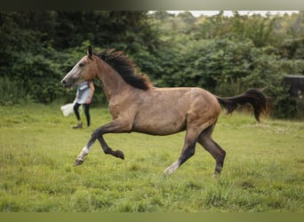 Hannoveranare, Sto, 1 år, 169 cm, Grå