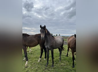 Hannoveranare, Sto, 1 år, 170 cm, Gråskimmel