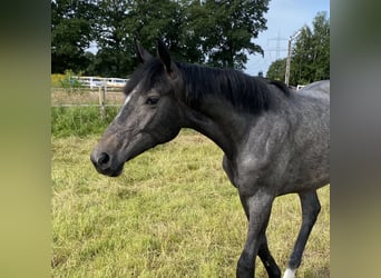 Hannoveranare, Sto, 1 år, 170 cm, Gråskimmel