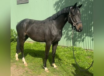 Hannoveranare, Sto, 2 år, 160 cm, Rökfärgad svart