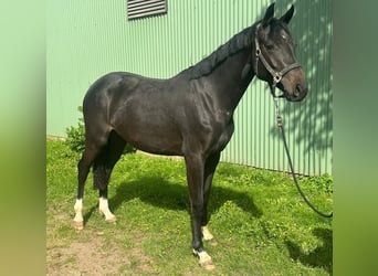 Hannoveranare, Sto, 2 år, 160 cm, Rökfärgad svart