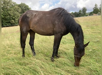 Hannoveranare, Sto, 2 år, 164 cm, Mörkbrun