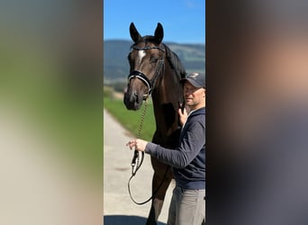 Hannoveranare, Sto, 3 år, 160 cm, Rökfärgad svart