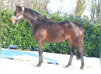 Hannoveranare, Sto, 3 år, 162 cm, Mörkbrun