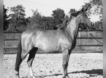 Hannoveranare, Sto, 3 år, 164 cm, fux